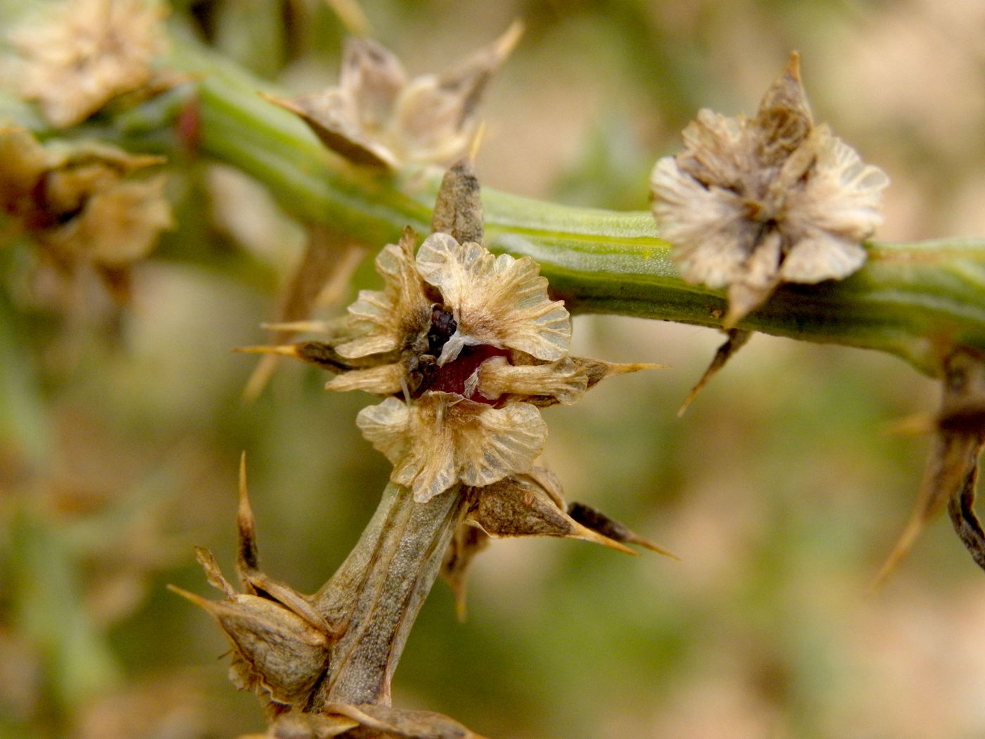 Image of Salsola tragus specimen.