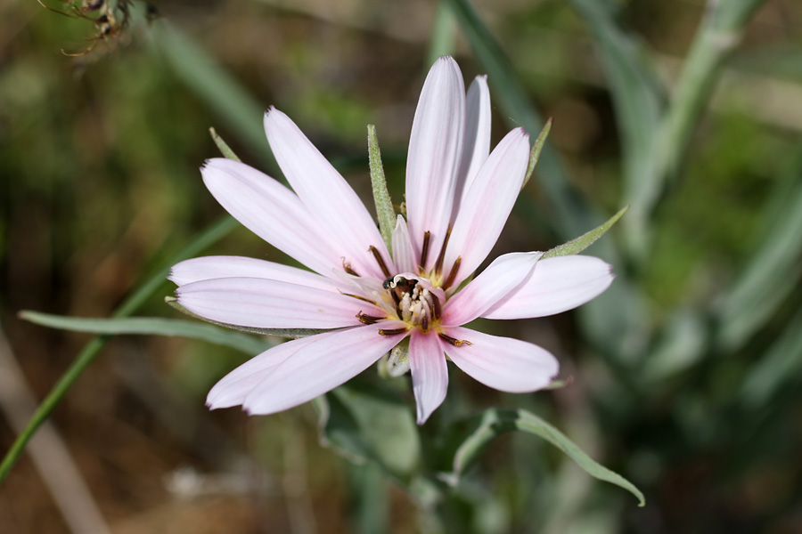 Image of Tragopogon marginifolius specimen.