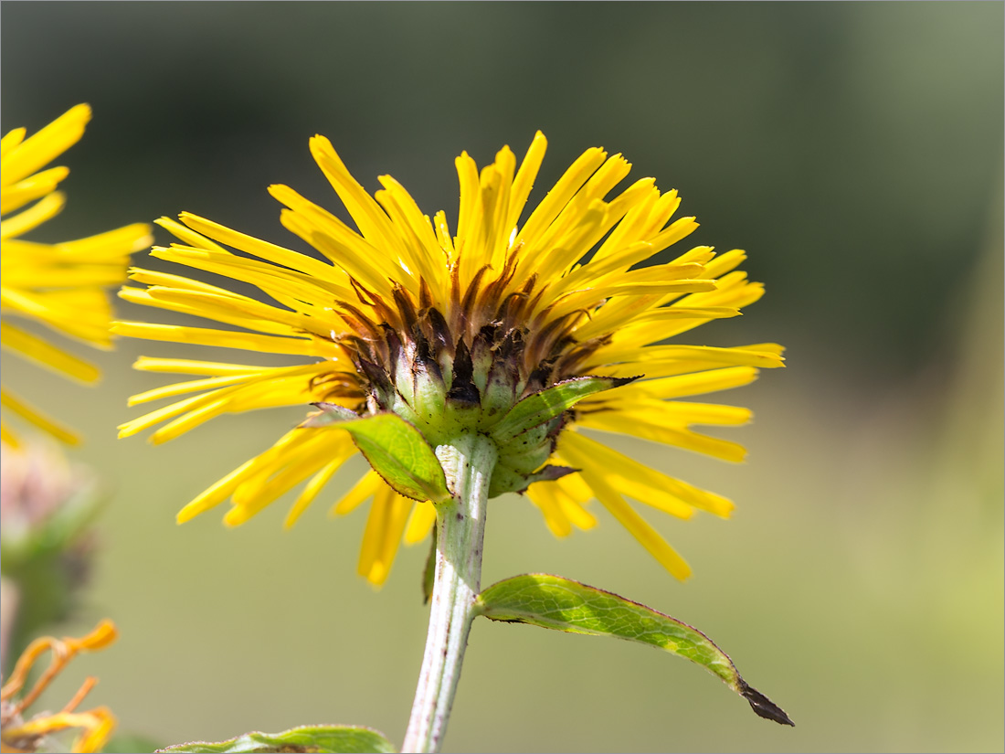 Изображение особи Inula salicina.