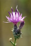 Centaurea pseudosquarrosa. Соцветие. Южный Казахстан, Сырдарьинский Каратау, р-н перевала Куюк. 09.07.2015.