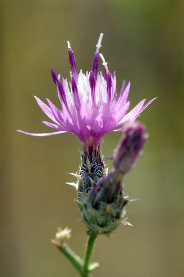 Изображение особи Centaurea pseudosquarrosa.