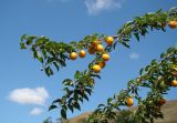 Prunus cerasifera. Ветка с плодами. Краснодарский край, г. Усть-Лабинск, склон правого берега Кубани, останец степной растительности. 18.07.2015.