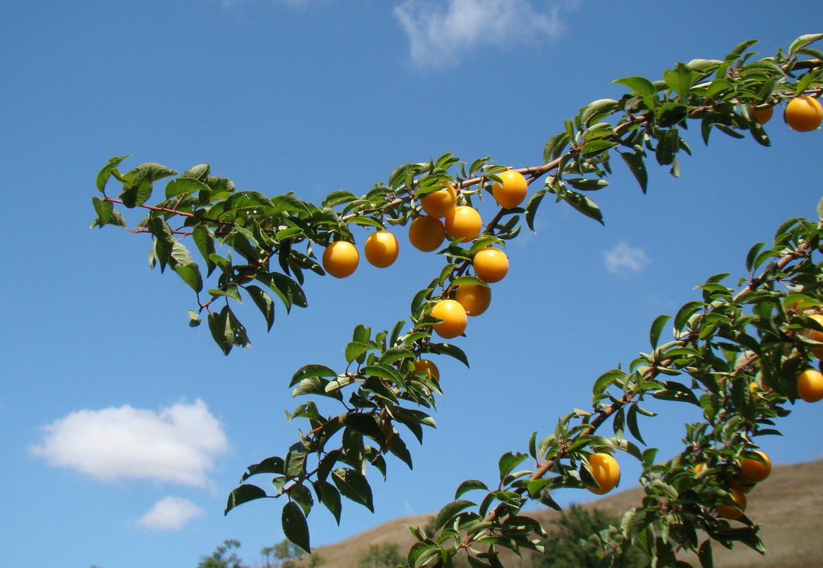 Image of Prunus cerasifera specimen.