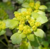 Chrysosplenium pilosum