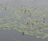 Nuphar lutea