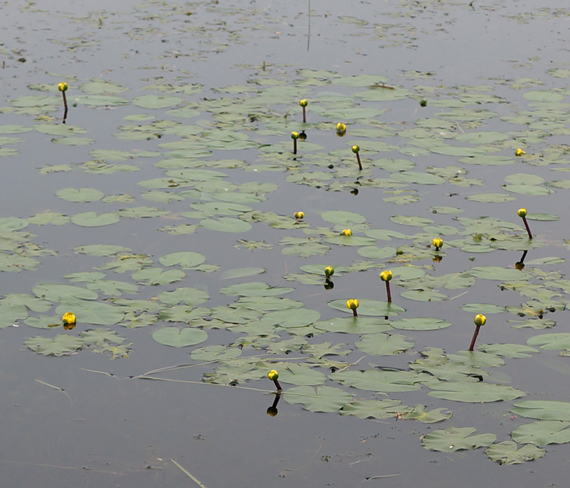 Изображение особи Nuphar lutea.