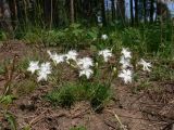 Dianthus acicularis. Растения с цветками и бутонами. Свердловская обл., окр. г. Североуральск, известняковая скала, южная сторона. 30.06.2007.