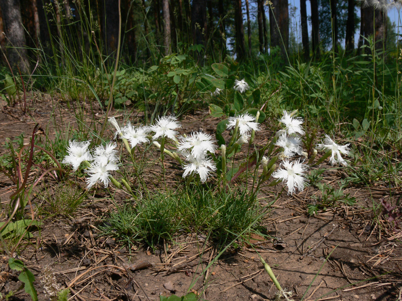 Изображение особи Dianthus acicularis.