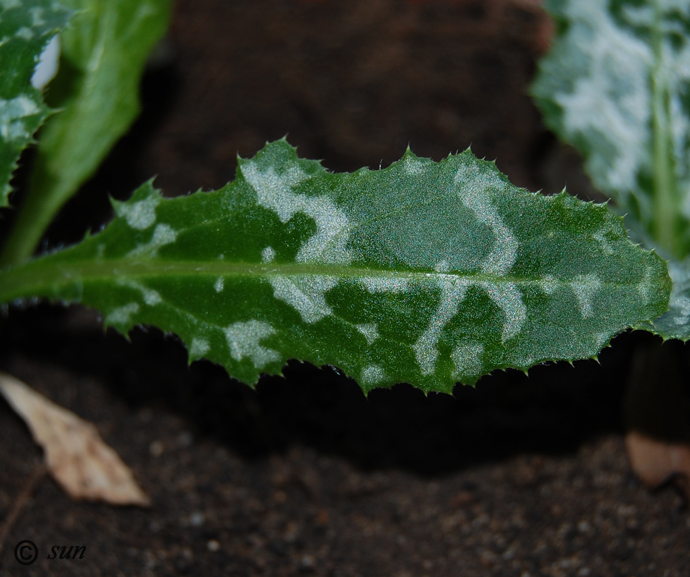 Image of Silybum marianum specimen.