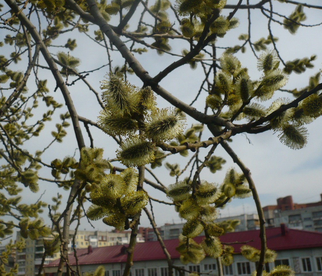 Image of Salix caprea specimen.