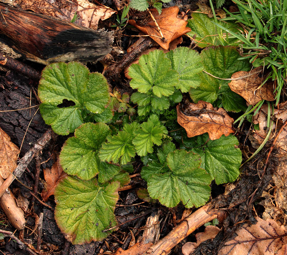 Image of Geum macrophyllum specimen.