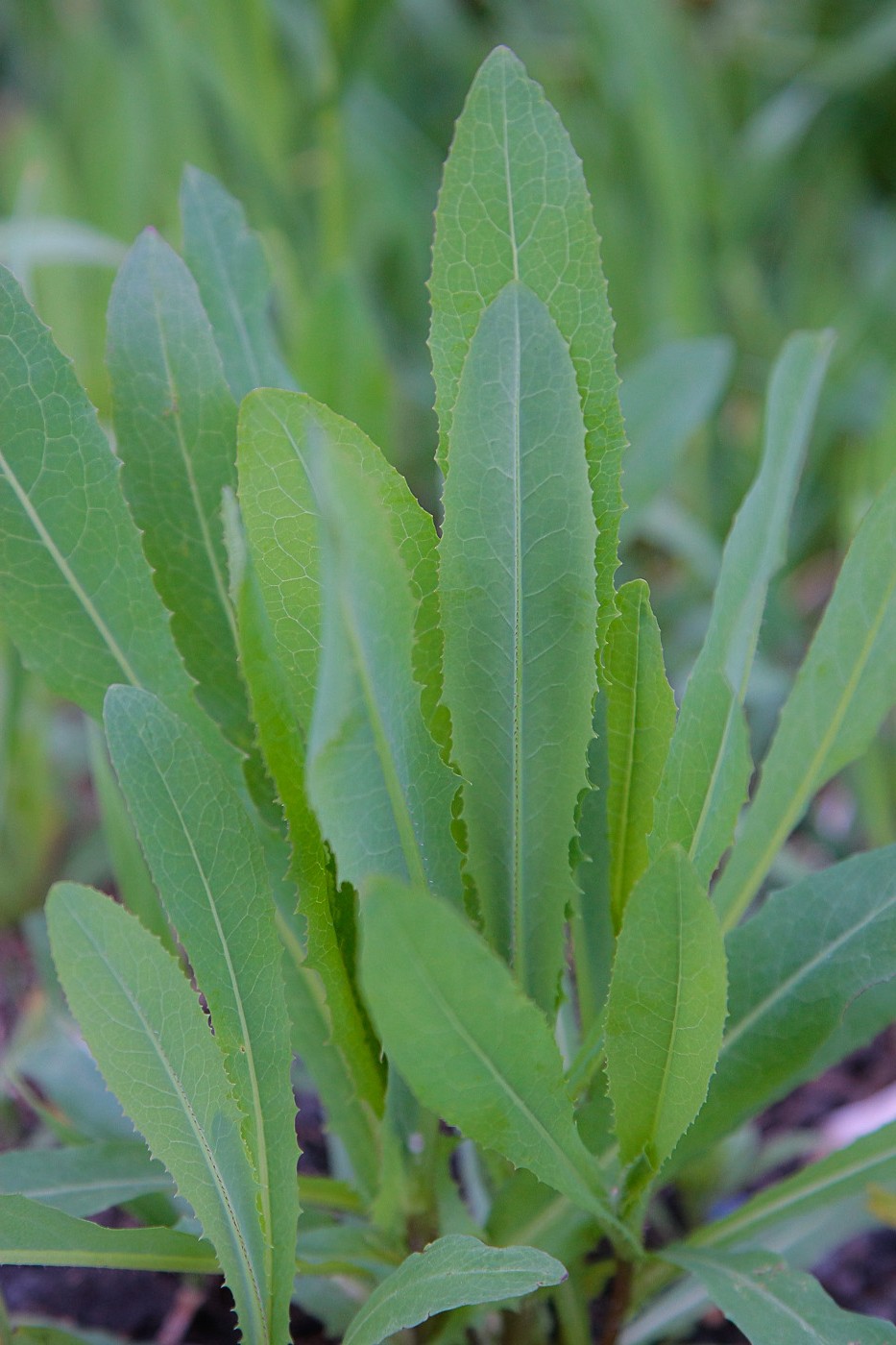 Изображение особи Lactuca serriola.