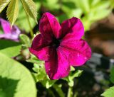 Petunia &times; atkinsiana