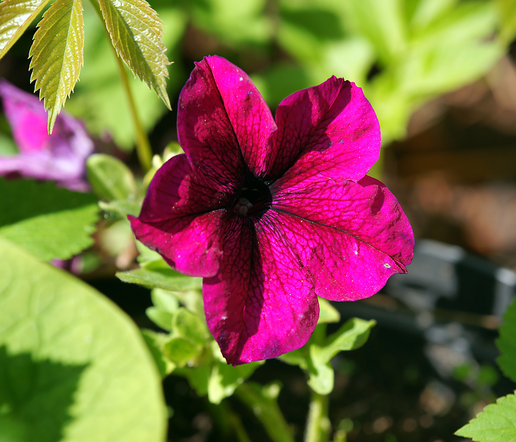 Изображение особи Petunia × atkinsiana.