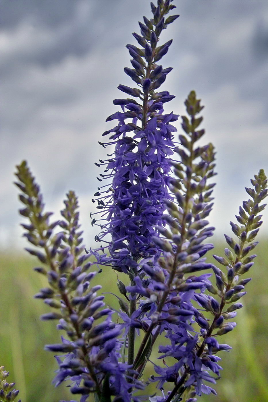 Изображение особи Veronica longifolia.