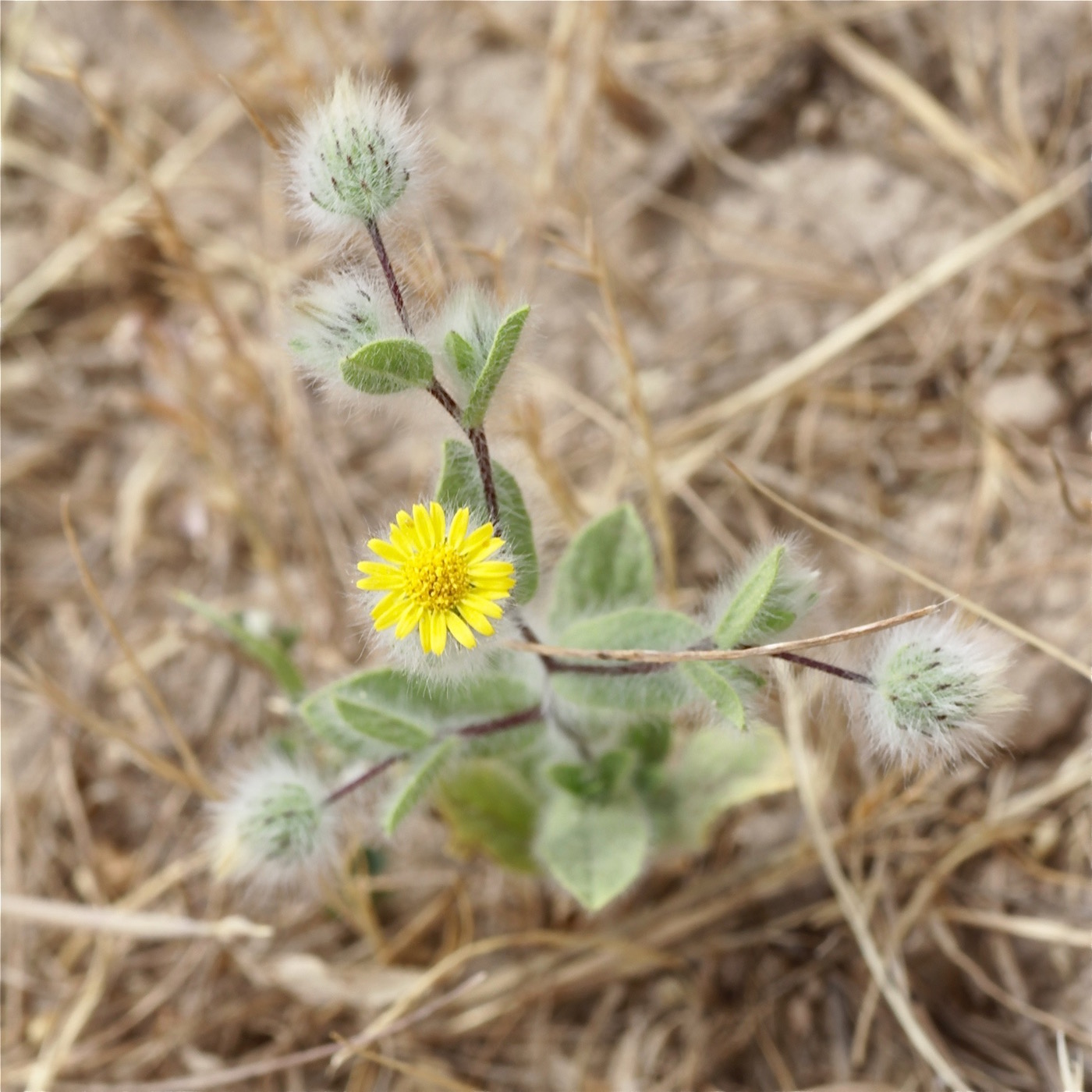 Изображение особи Pentanema divaricatum.