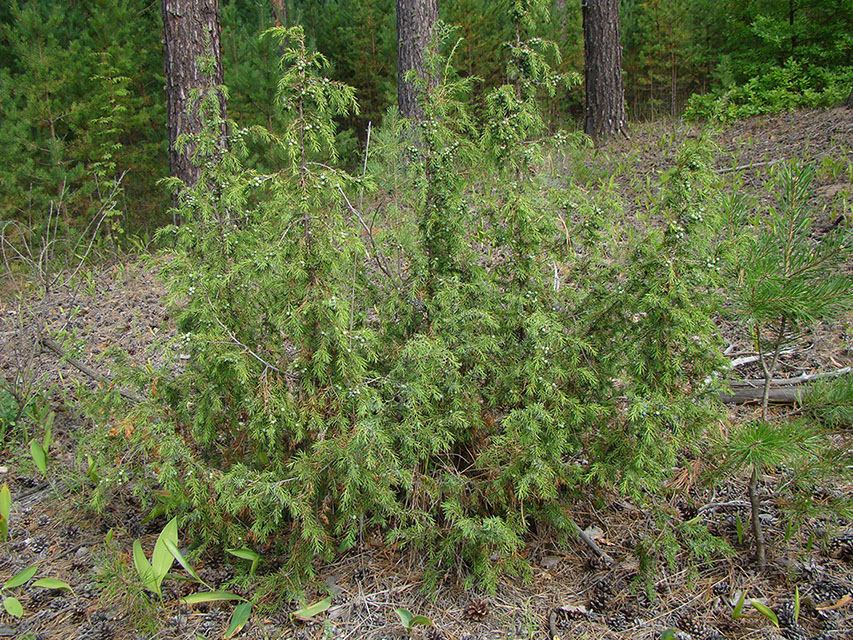 Изображение особи Juniperus communis.