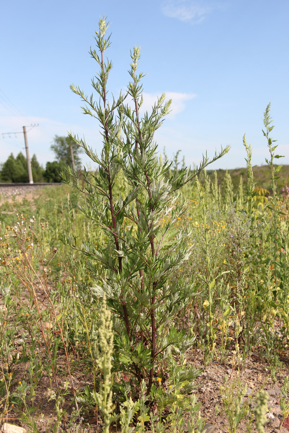 Изображение особи Artemisia vulgaris.