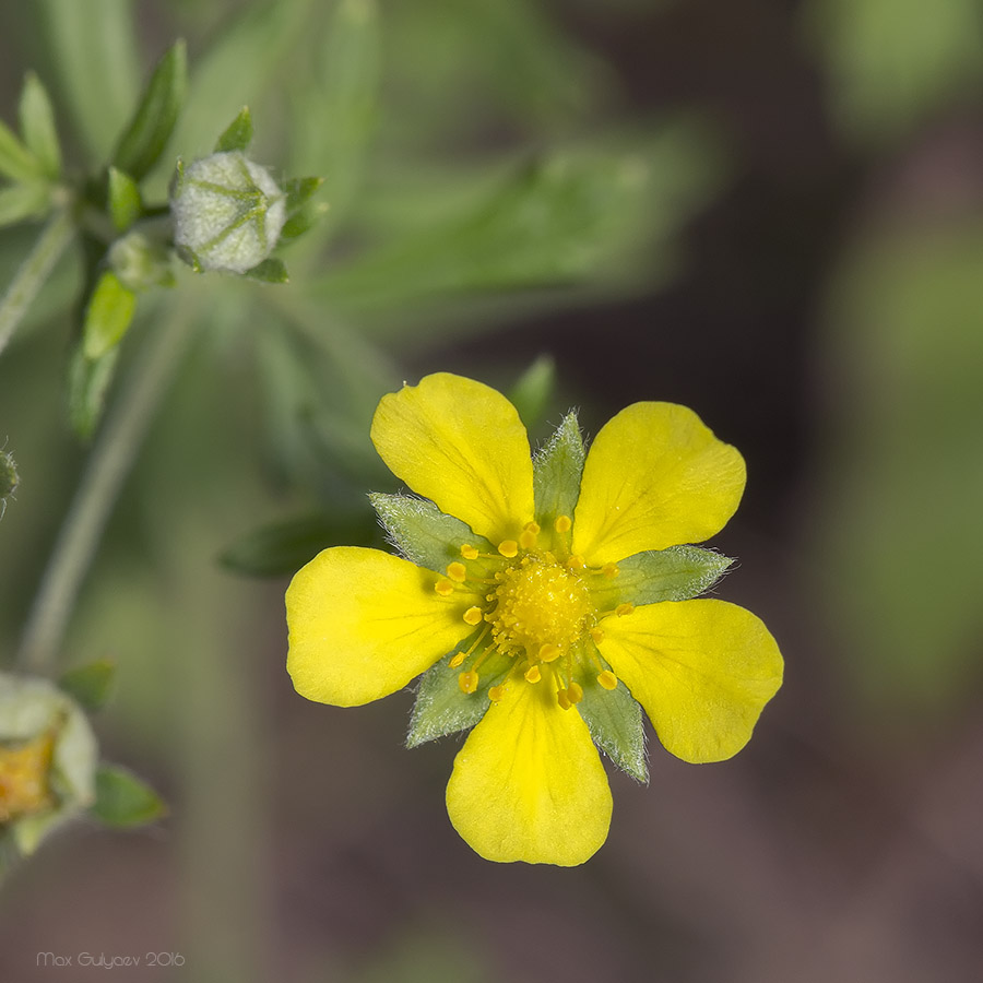 Изображение особи Potentilla heidenreichii.