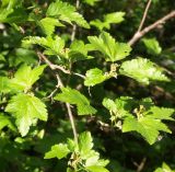 Ribes alpinum