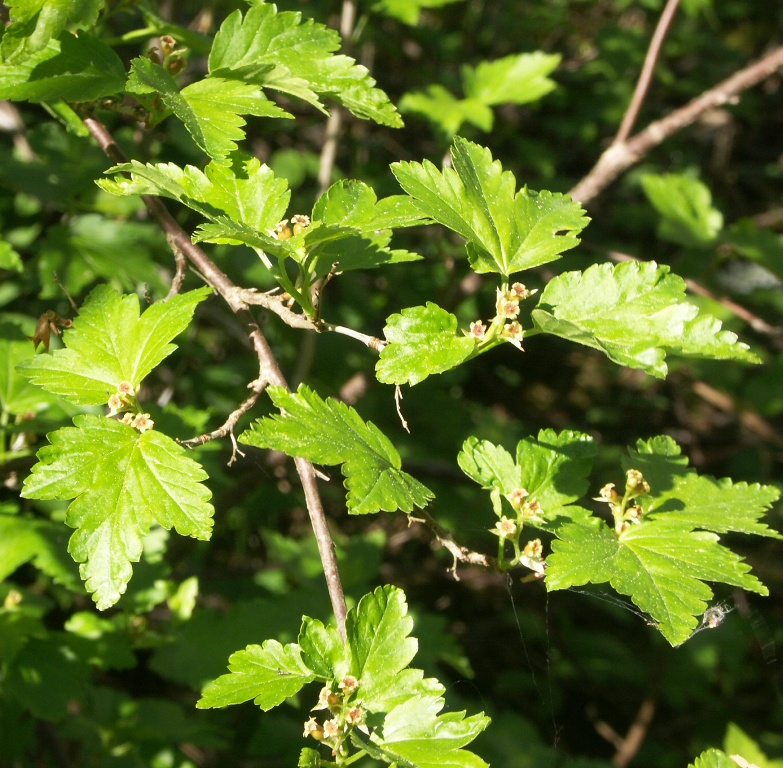 Изображение особи Ribes alpinum.