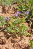 Astragalus danicus. Цветущее растение. Псковская обл., Печорский р-н, Изборско-Мальская долина близ южной оконечности Мальского озера, суходольный разнотравно-злаковый луг, на кротовине. 29.05.2016.