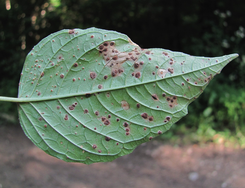 Image of Circaea lutetiana specimen.