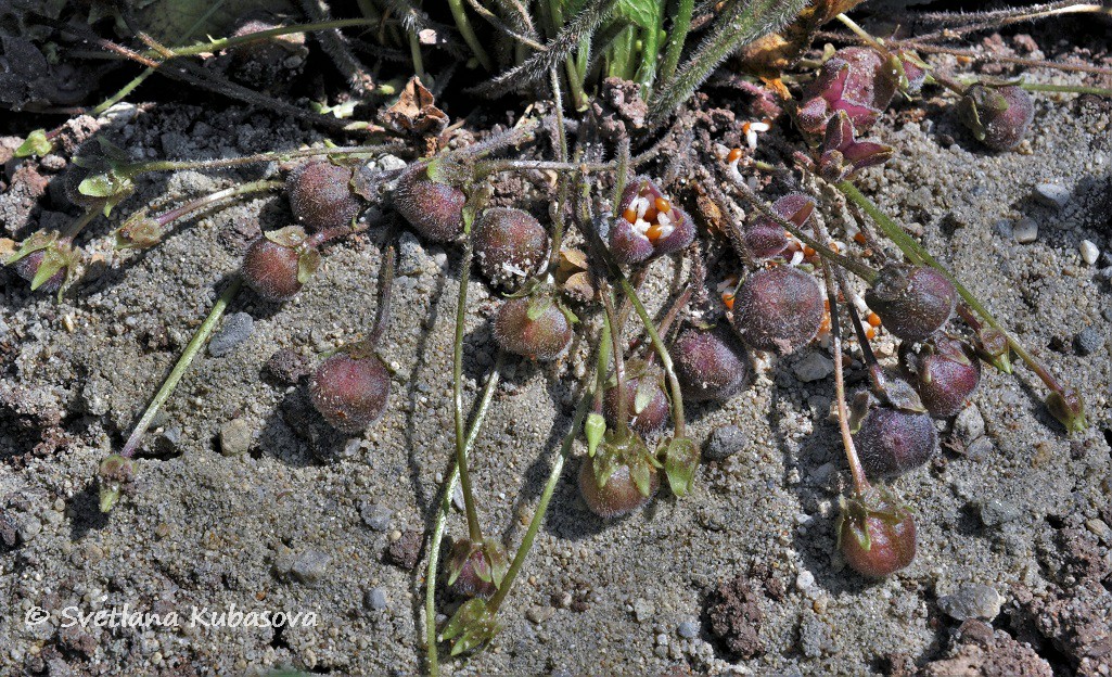 Image of Viola hirta specimen.