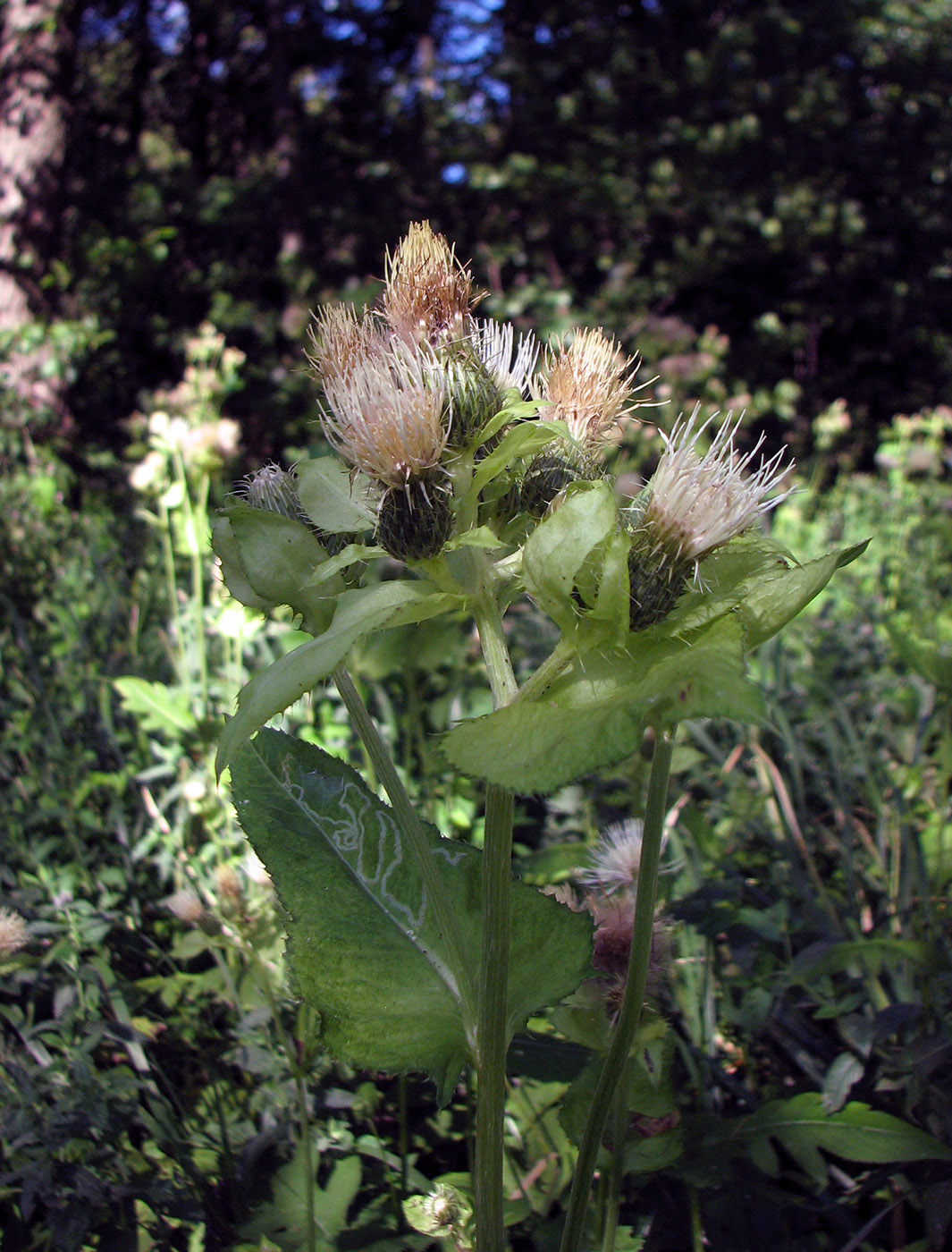 Изображение особи Cirsium oleraceum.