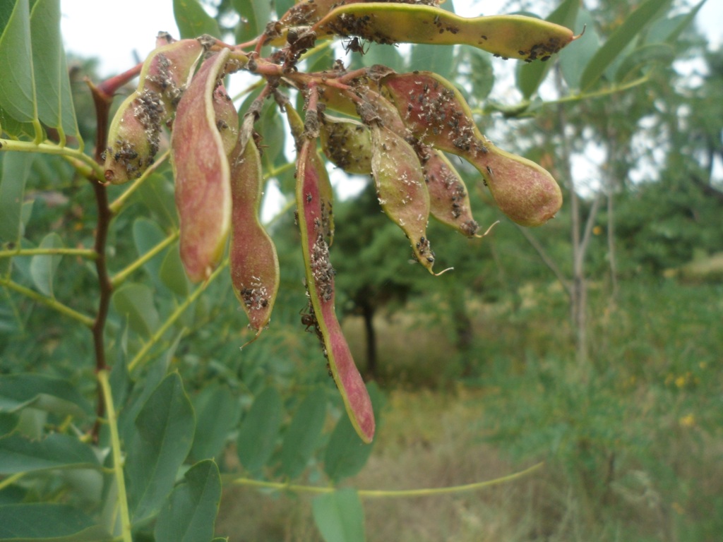 Изображение особи Robinia pseudoacacia.