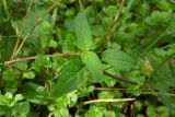 Prunella vulgaris