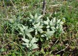 Linaria genistifolia