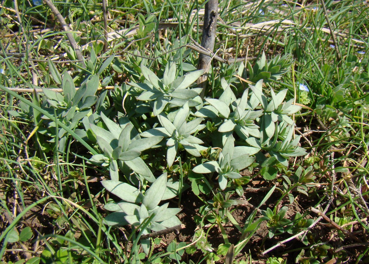 Изображение особи Linaria genistifolia.