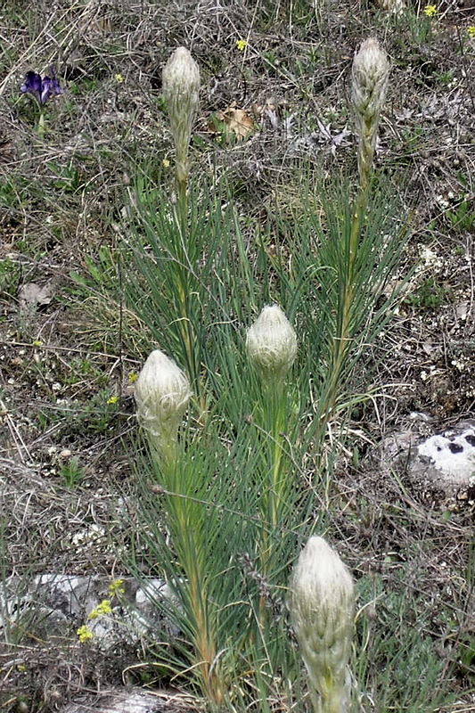 Image of Asphodeline taurica specimen.