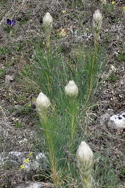 Изображение особи Asphodeline taurica.