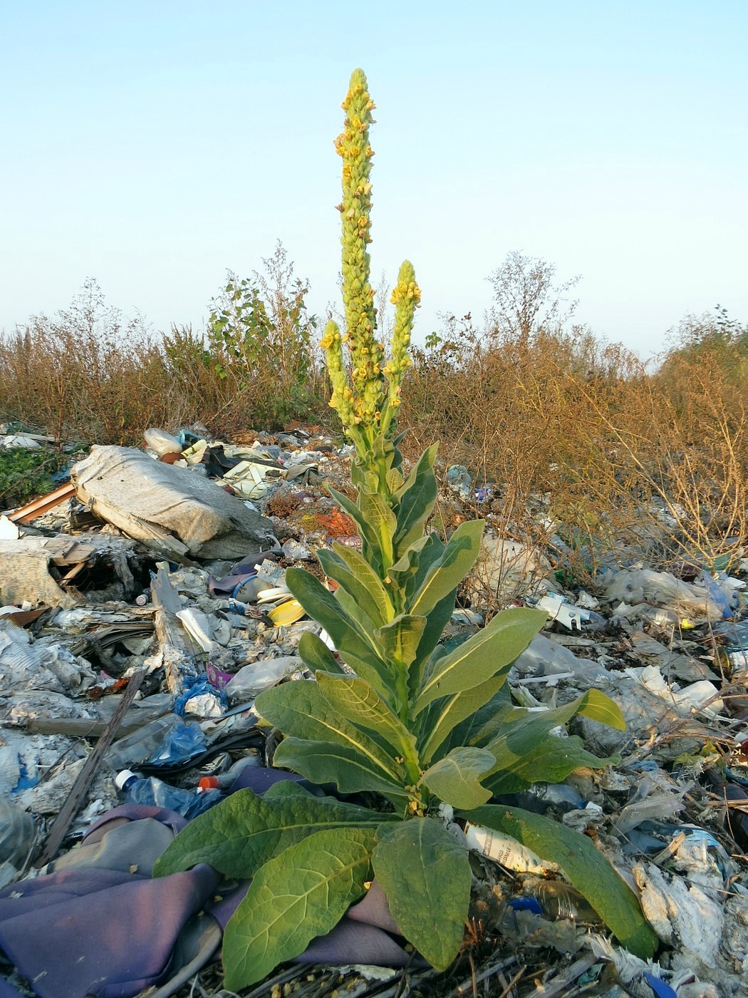 Изображение особи Verbascum thapsus.