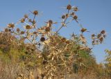 Eryngium campestre. Верхушка засыхающего плодоносящего растения. Краснодарский край, м/о г. Новороссийск, окр. пос. Абрау-Дюрсо, можжевелово-грабинниково-пушистодубовое редколесье, приморский обвально-осыпной склон. 26.09.2015.