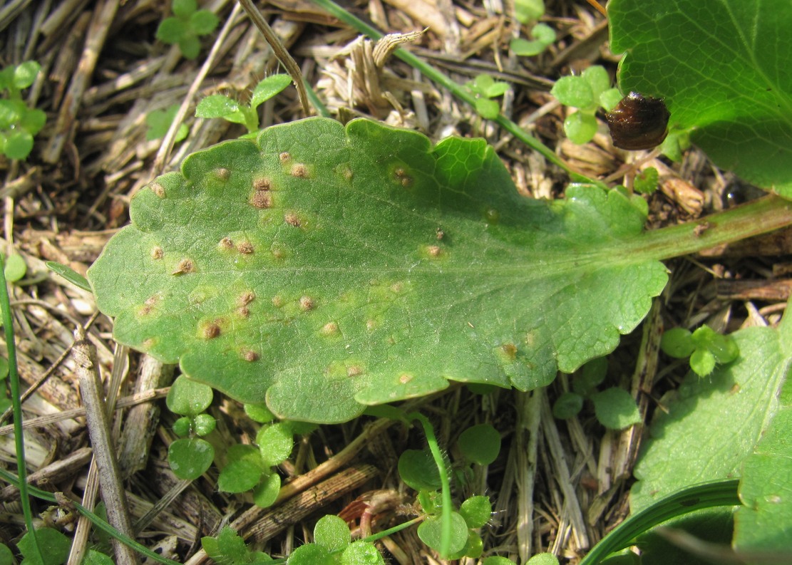 Image of Eryngium campestre specimen.