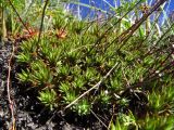 Saxifraga spinulosa