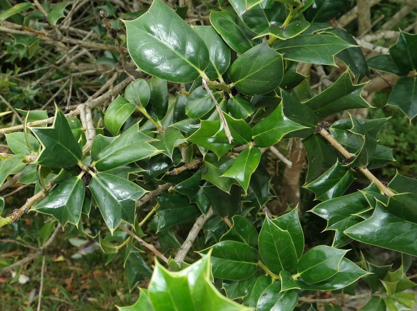 Image of genus Ilex specimen.