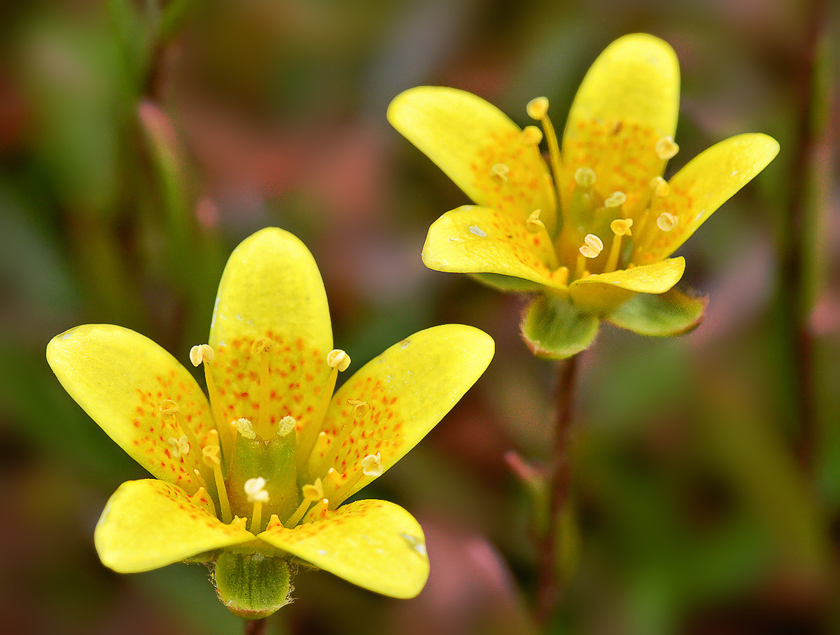 Изображение особи Saxifraga hirculus.