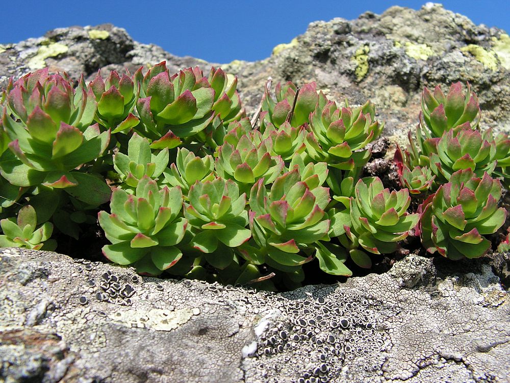 Изображение особи Rhodiola sachalinensis.