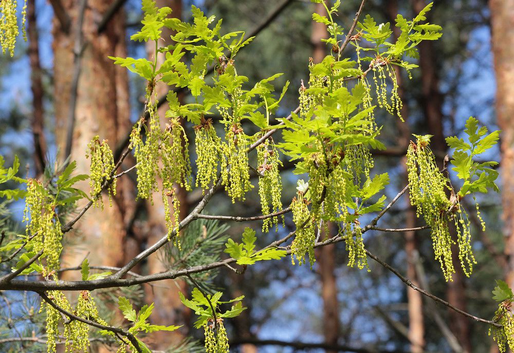 Image of Quercus robur specimen.