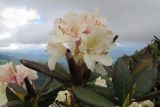 Rhododendron caucasicum
