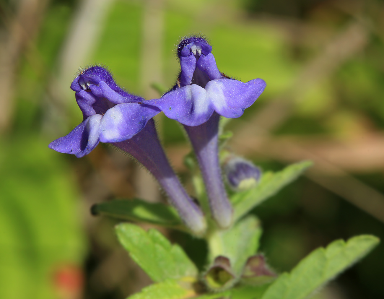 Image of Scutellaria strigillosa specimen.