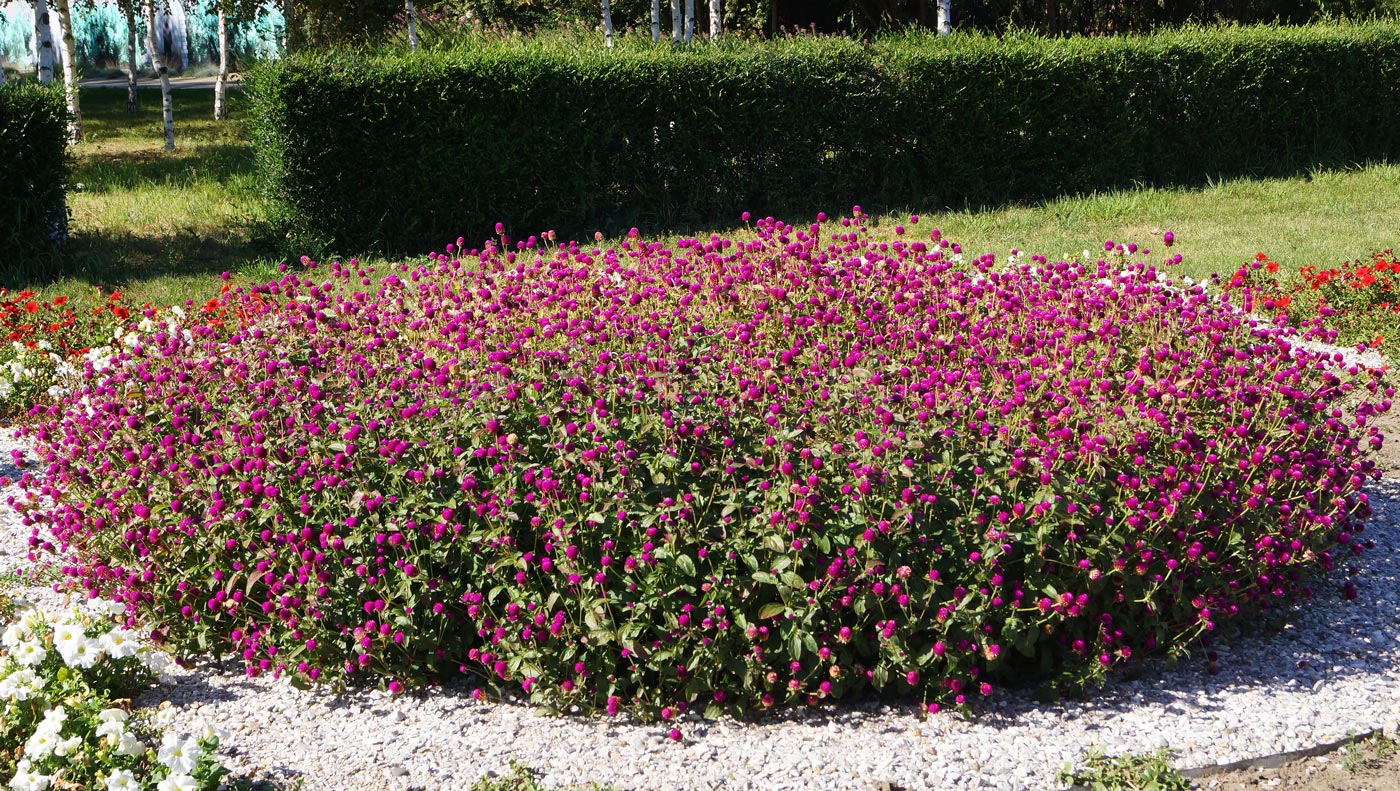 Image of Gomphrena globosa specimen.