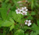 Geranium krylovii. Верхушка цветущего растения. Иркутская обл., Шелеховский р-н, окр. с. Шаманка, лес. 11.06.2016.