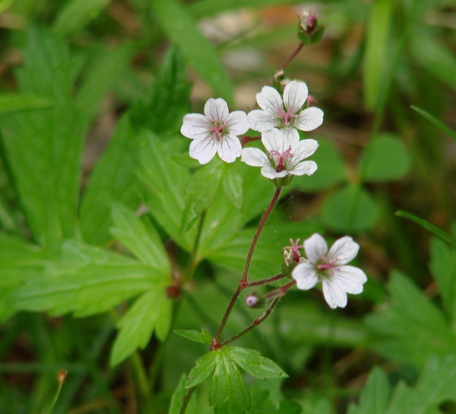 Image of Geranium krylovii specimen.