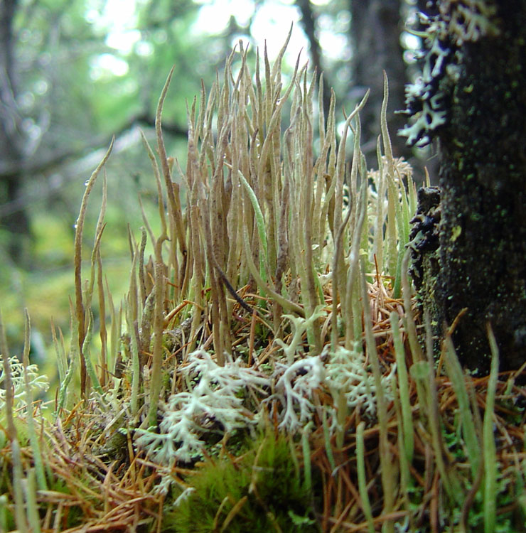 Изображение особи род Cladonia.