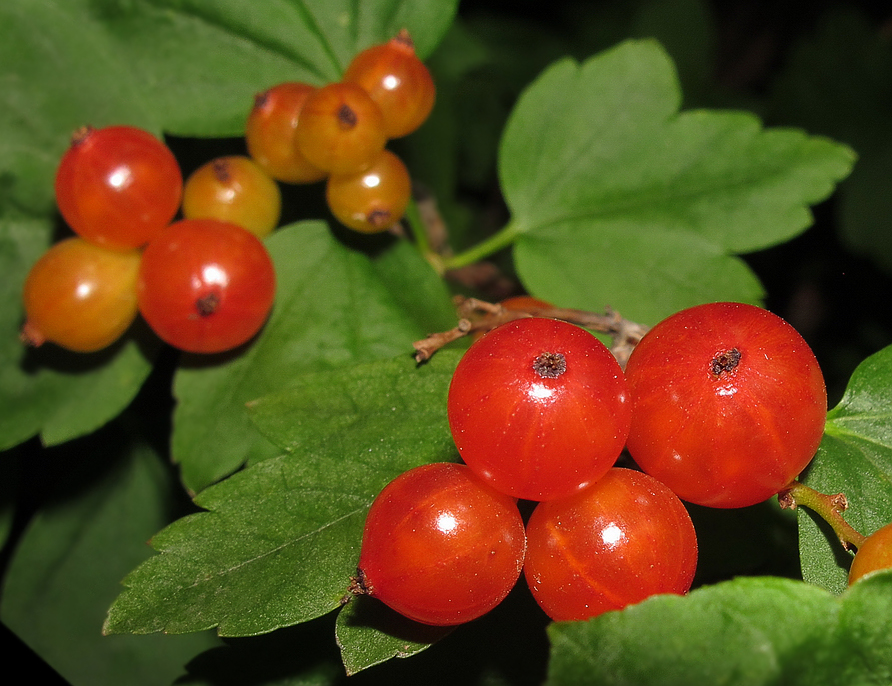 Image of Ribes komarovii specimen.